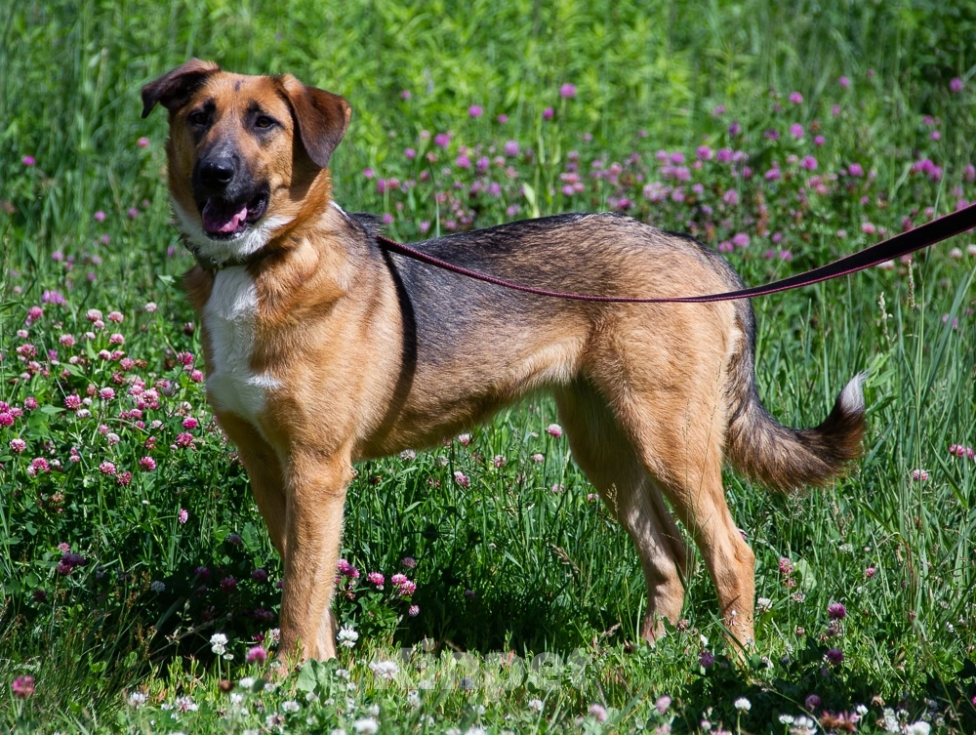 Собаки в Королеве: Шайн ищет дом Девочка, Бесплатно - фото 5