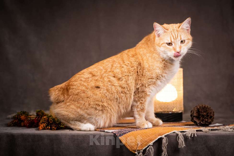 Кошки в Клине: Кутси – рыжая загадка с независимым характером Девочка, Бесплатно - фото 8