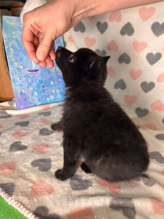 Собаки в Волгограде: Девочка Схипперке Девочка, 50 000 руб. - фото 2