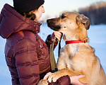 Собаки в Москве: Рыжий красавец ждёт семью в приюте Мальчик, Бесплатно - фото 8