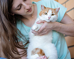Кошки в Москве: Кошечка в добрые руки Девочка, Бесплатно - фото 3
