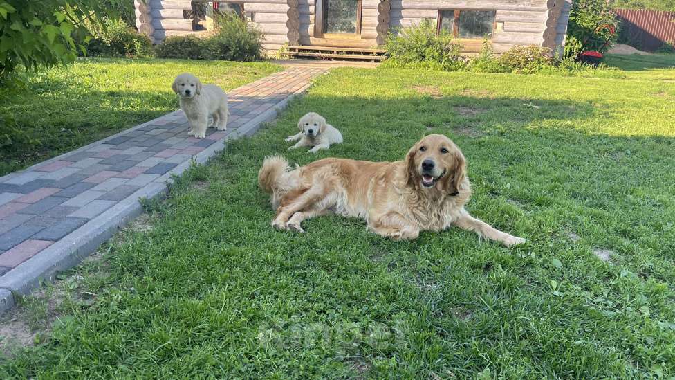 Собаки в других городах Тверской области: Щенки золотистого ретривера (возможна доставка по городу Тверь ) Мальчик, 80 000 руб. - фото 8