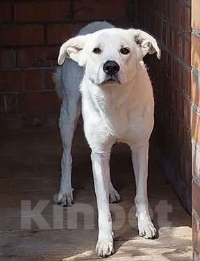 Собаки в Москве: Молодой гиперактивный пес Эпик ищет любящих хозяев Мальчик, Бесплатно - фото 2