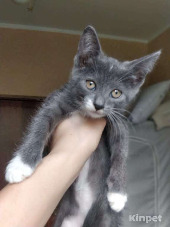 Красивый котенок Сильва, 2 месяца - купить, продать или отдать на Kinpet