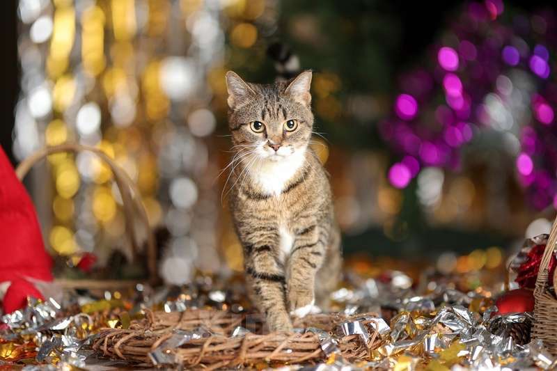 Кошки в Москве: Британская кошка Нянко в добрые руки Девочка, Бесплатно - фото 3