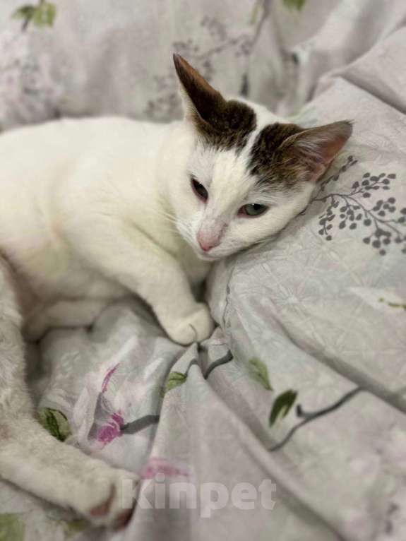 Кошки в Москве: Мася ищет дом Девочка, Бесплатно - фото 3