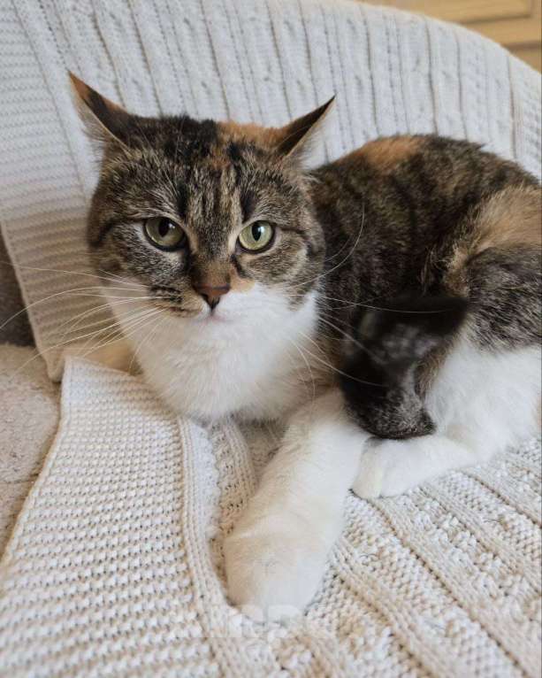 Кошки в Москве: Картошечка ищет дом Девочка, Бесплатно - фото 1