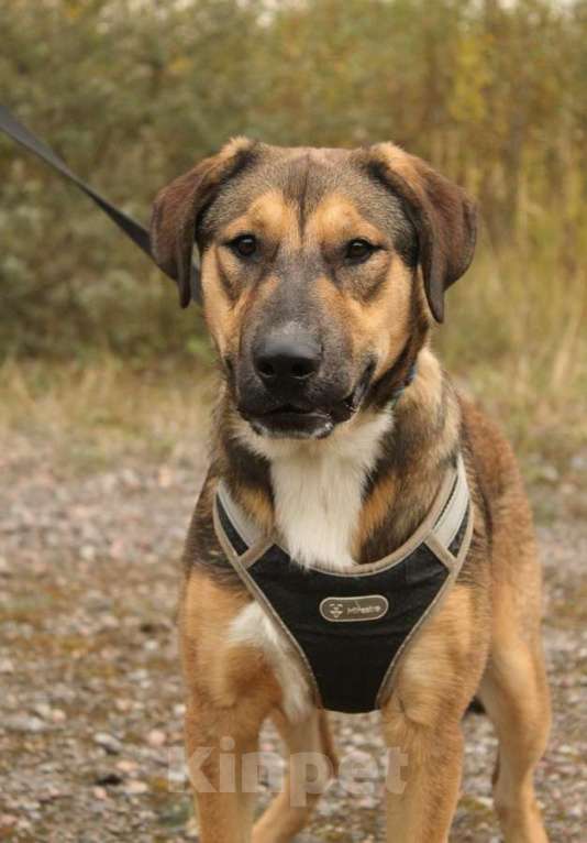 Собаки в Санкт-Петербурге: Рыжий весёлый красавчик Мальчик, Бесплатно - фото 3