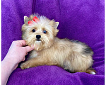 Собаки в Москве: Йорк мини девочка рыжая голубоглазая Девочка, 95 000 руб. - фото 8