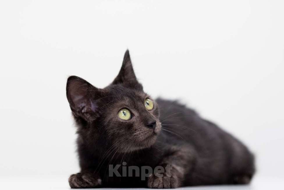 Кошки в Москве: Лойд Мальчик, Бесплатно - фото 5