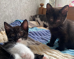 Кошки в Уфе: котята в добрые руки Разнополые, Бесплатно - фото 2