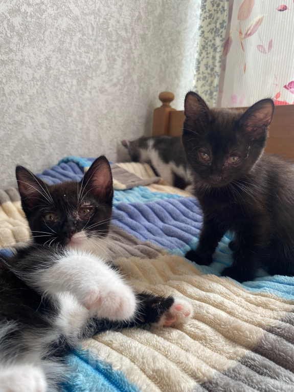 Кошки в Уфе: котята в добрые руки Разнополые, Бесплатно - фото 2