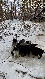 Щенки в добрые руки 