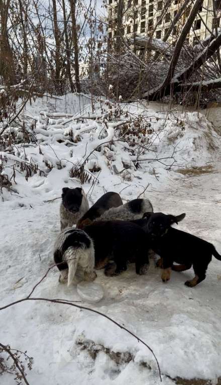 Собаки в Иркутске: Щенки в добрые руки  Мальчик, Бесплатно - фото 1