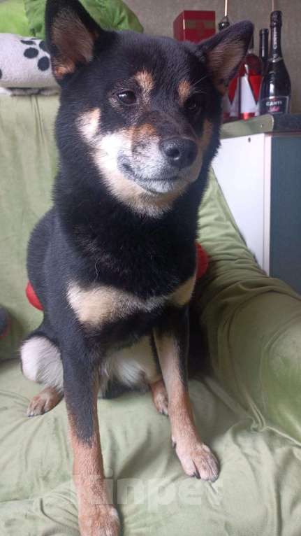 Собаки в Санкт-Петербурге: Щенок сиба-ину мальчик Мальчик, 70 000 руб. - фото 3