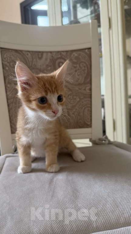 Кошки в Москве: Рыжий котенок в поиске своих хозяев Девочка, Бесплатно - фото 1