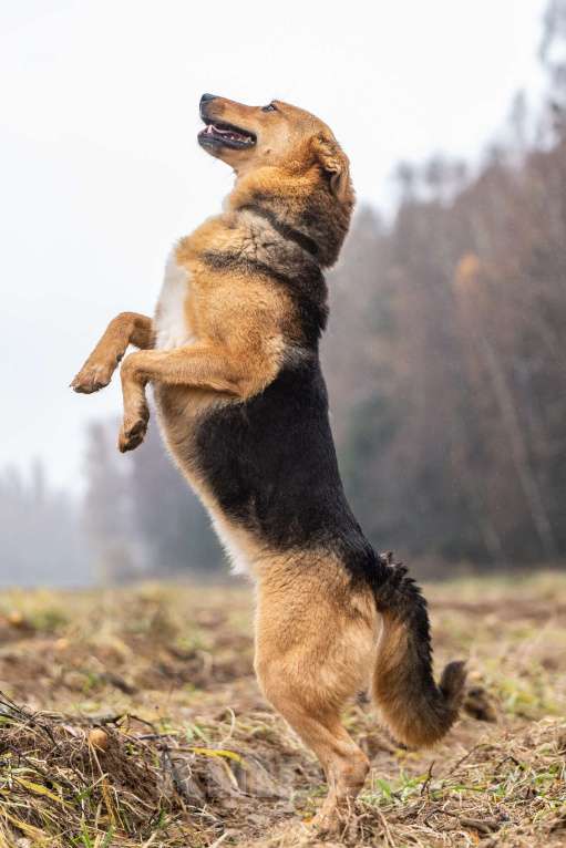 Собаки в Клине: Лана — собака-душечка Девочка, Бесплатно - фото 5