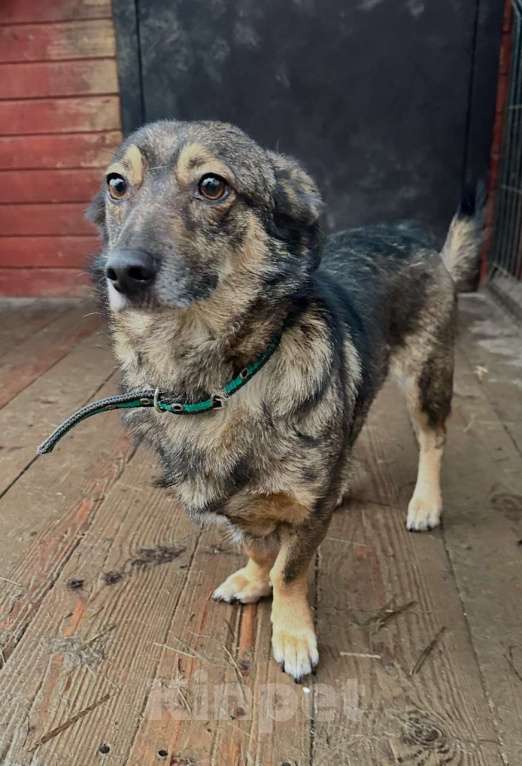 Собаки в Санкт-Петербурге: Маленький собачонок, совсем крошка на коротких лапках Мальчик, Бесплатно - фото 7