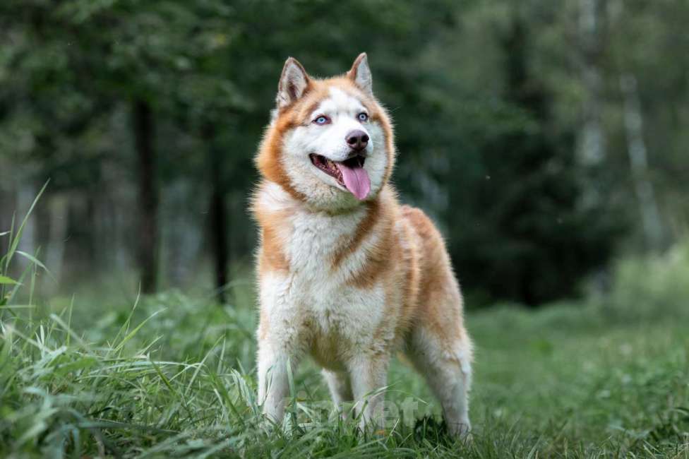 Собаки в Москве: Рыжий Мальчик, Бесплатно - фото 7