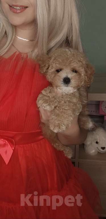 Собаки в Москве: Мальтипу карамель мальчик  Мальчик, 99 900 руб. - фото 3