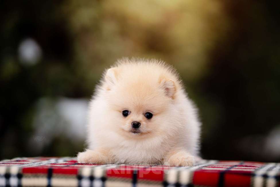 Собаки в Видном: Кремовый мальчик Мальчик, 40 000 руб. - фото 3