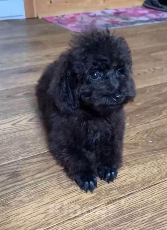 Собаки в Темрюке: Мальчики и девочки Девочка, Бесплатно - фото 2