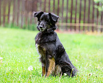 Собаки в Раменском: Добрейший Коди ищет дом! Мальчик, Бесплатно - фото 3