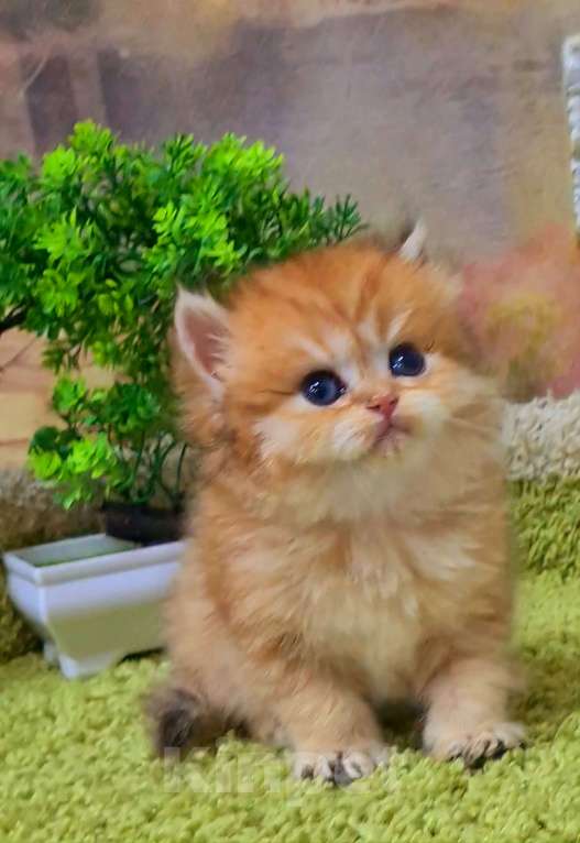 Кошки в Орле: ДРОГОЦЕННОЕ ЧУДО, ЗОЛОТАЯ ШИНШИЛЛА  Девочка, Бесплатно - фото 2