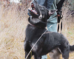 Собаки в Зеленограде: Арчи ищет дом Мальчик, Бесплатно - фото 4