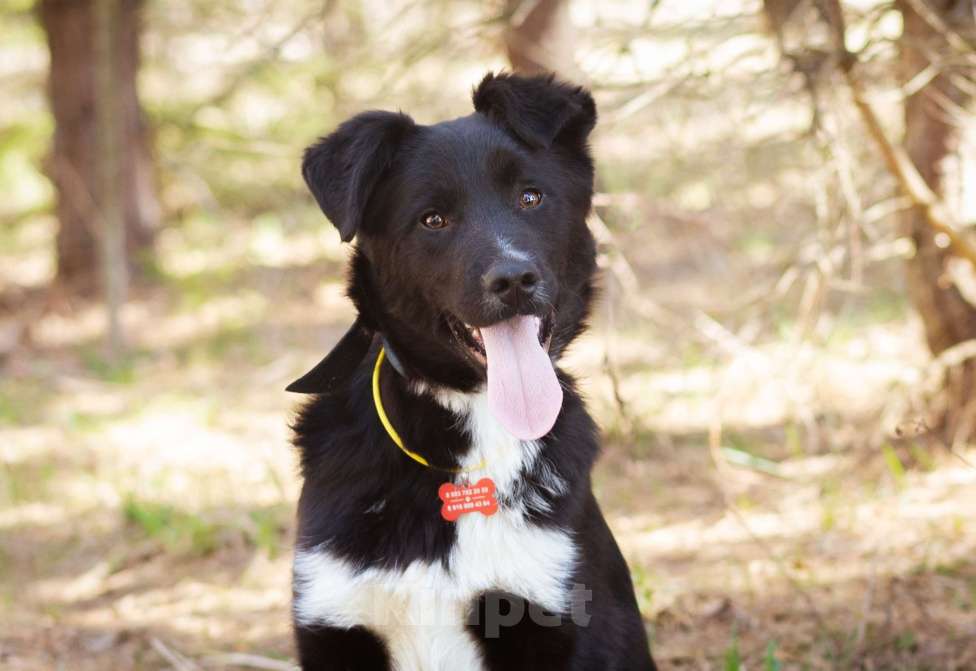 Собаки в Москве: Щенок Ларс Мальчик, Бесплатно - фото 3