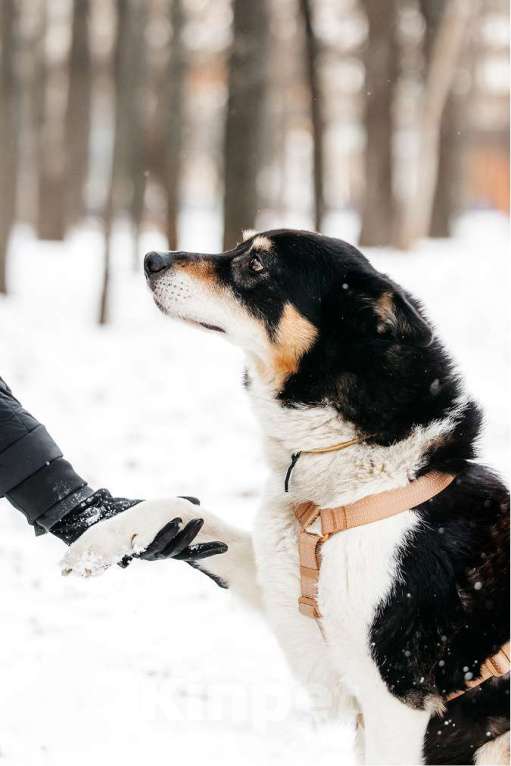 Собаки в Москве: Идеальный По ищет дом Мальчик, Бесплатно - фото 5
