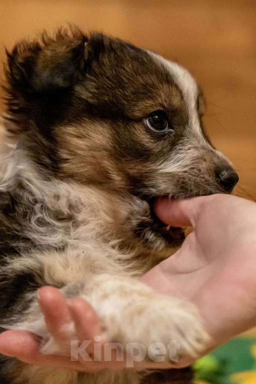 Собаки в Москве: Отдам щенка в добрые руки Девочка, Бесплатно - фото 8