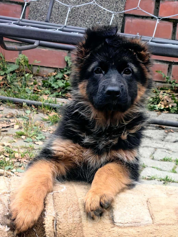 Собаки в Москве: Элитные щенки немецкой овчарки длиношерстные Девочка, 40 000 руб. - фото 7