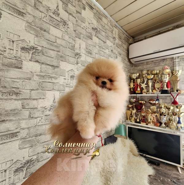 Собаки в Москве: Шпиц померанский в медвежьем типе мальчик из племенного питомника Мальчик, Бесплатно - фото 1