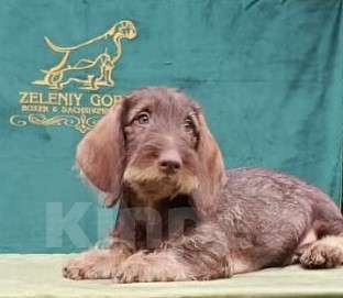 Собаки в Зеленограде: Такса стандартная жесткошерстная. Мальчик, Бесплатно - фото 2