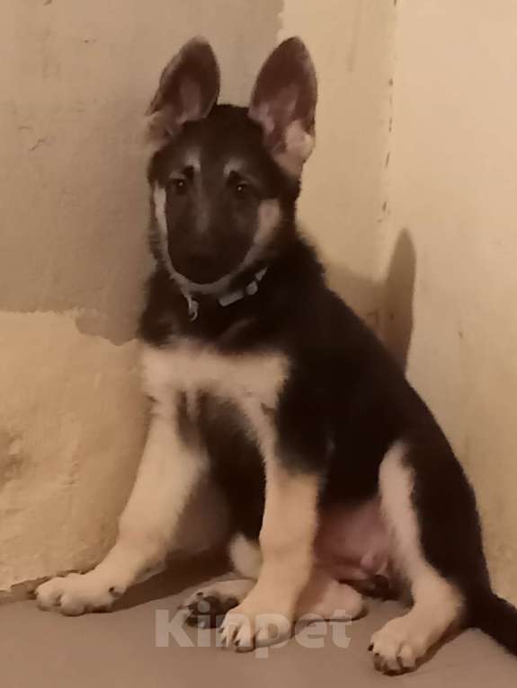 Собаки в Смоленске: Щенки ВЕО Девочка, 15 000 руб. - фото 2