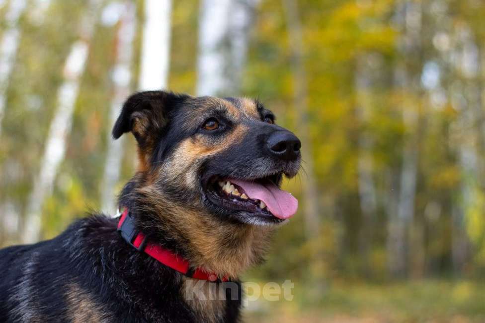 Собаки в Москве: Бейлис Девочка, Бесплатно - фото 4