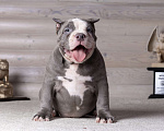 Собаки в Королеве: Американский булли стандарт Мальчик, 200 000 руб. - фото 4
