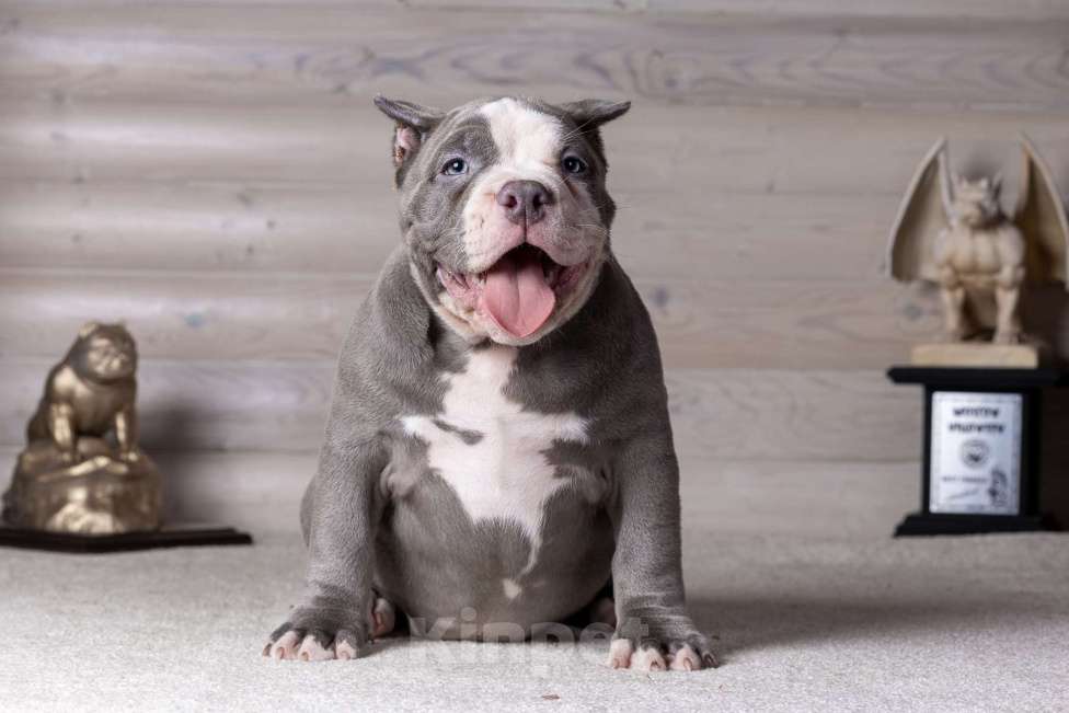 Собаки в Королеве: Американский булли стандарт Мальчик, 200 000 руб. - фото 4