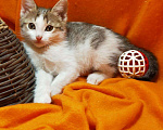 Кошки в Ливны: Милые котята ищут дом, Бесплатно - фото 1