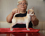 Собаки в Москве: Шикарные девочки Девочка, 60 000 руб. - фото 2