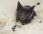 Кошки в Санкт-Петербурге: Русский голубой котенок 2 мес Мальчик, 500 руб. - фото 1