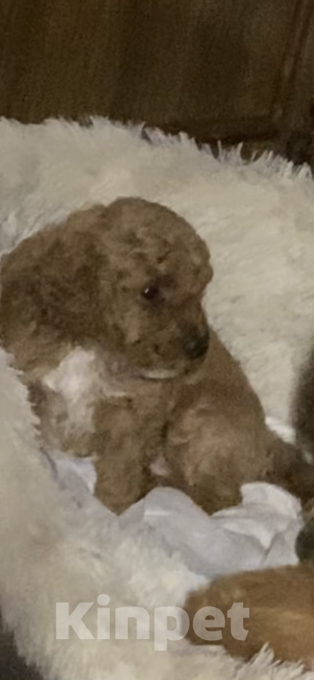 Собаки в Оленегорске: Продажа Девочка, 60 000 руб. - фото 4