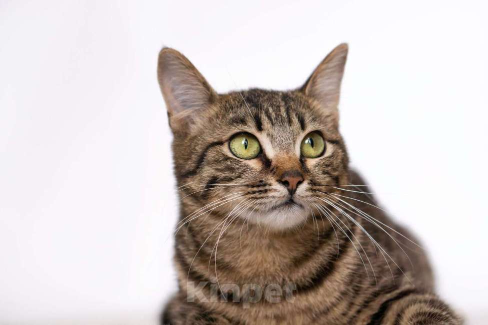 Кошки в Москве: Бенгальский кот подросток Морис в добрые руки Мальчик, Бесплатно - фото 4