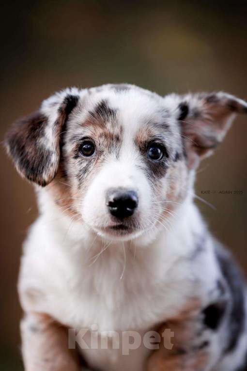 Собаки в Рязани: Ваш друг Лоран Мальчик, 60 000 руб. - фото 1