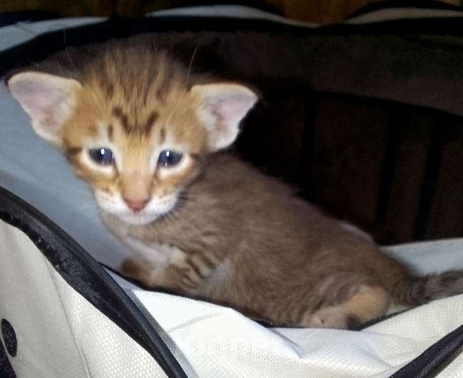 Кошки в Москве: Ориентальные котята  Девочка, 15 000 руб. - фото 8