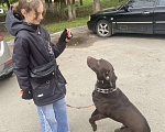 Собаки в Чехове: Ищет дом! Мальчик, Бесплатно - фото 7
