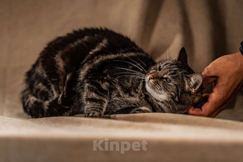 Кошки в Клине: Мурка — своенравная кошечка для истинных ценителей Девочка, Бесплатно - фото 4