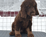 Собаки в Зеленограде: Английский кокер спаниель щенок Мальчик, 100 000 руб. - фото 2