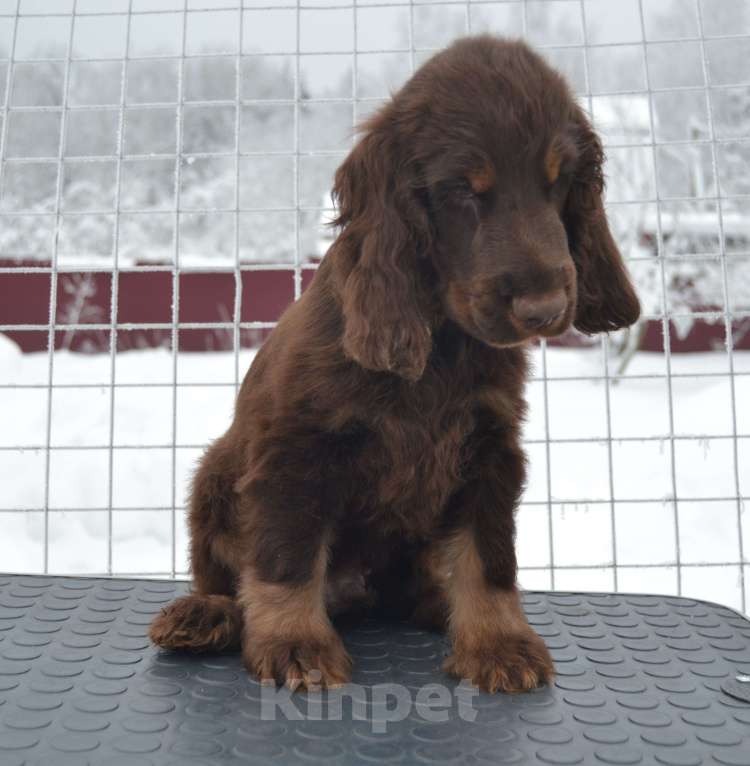 Собаки в Зеленограде: Английский кокер спаниель щенок Мальчик, 100 000 руб. - фото 2